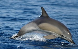 Delfín Común :: Especies de Delfines en Gran Canaria
