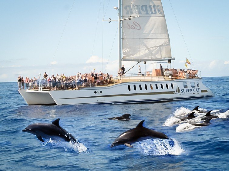 barco catamaran con fondo de cristal para avistar delfines y ballenas en grand canaria